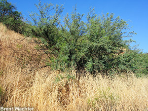 Chaparral surrounded by dry grasses.