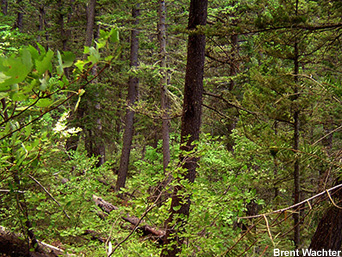 Closed canopy forest.