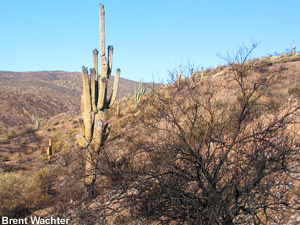 Torched chaparral and saguaro cactus.