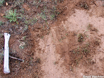 Scraped soil reveals dry soil just beneath the surface.