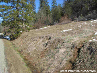 compaction of grasses during winter