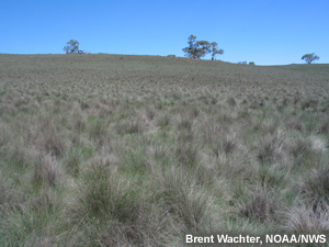 photo of grass clumps, continuous fuels