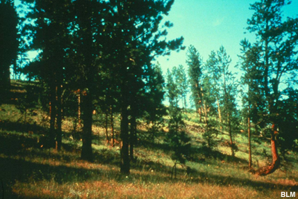 photo of grass and pine stand