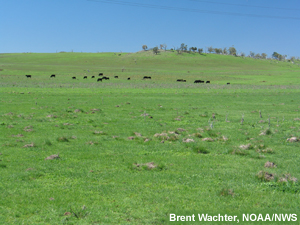 photo of grazed area