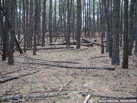 photo of grass understory and litter in pine forest