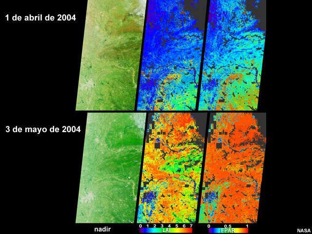Imágenes MISR de vegetación (color real), índice de área foliar (IAF) y fracción de radiación fotosintéticamente activa (FRFA) de la misma zona tomadas en días distintos (1 de abril y 3 de mayo de 2004) en las cuales se observa un reverdecimiento considerable.