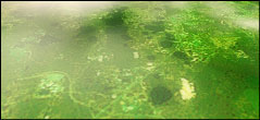 Paisaje verde.