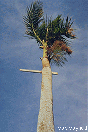 Un 2 x 4 que atravesó el tronco de una palmera.