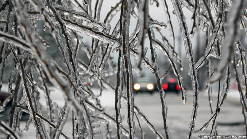 A picture of precipitation frozen on tree branches.