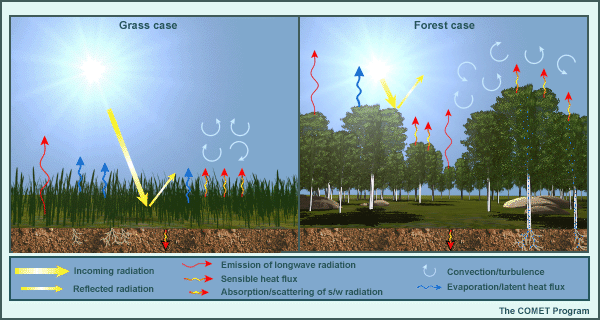 2 vegetation types: grass, forest