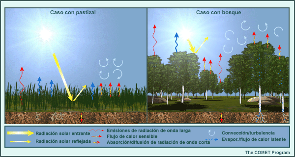 2 tipos de vegetación: pasto, bosque