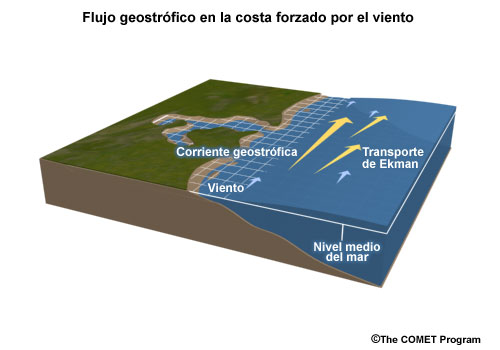 Representación conceptual del desarrollo de una corriente geostrófica en la costa en respuesta a un viento paralelo al litoral