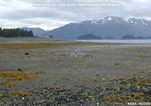 Marisma en una zona intermareal de Alaska.