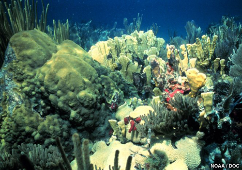 Foto de un arrecife coralino