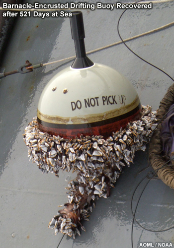 Photo of Barnacle-Encrusted Drifting Buoy Recovered after 521 Days at Sea
