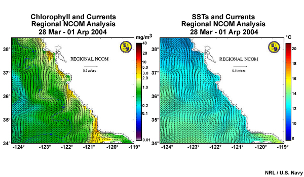 Loop of chlorophyll concentrations, currents, and SST before, during, and after a plankton bloom along the California coast. Regional NCOM analyses 28-mar, 9-apr, and 18-apr, 2004