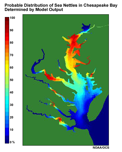 Probable Distribution of Sea Nettles in Chesapeake Bay Determined by Model Output