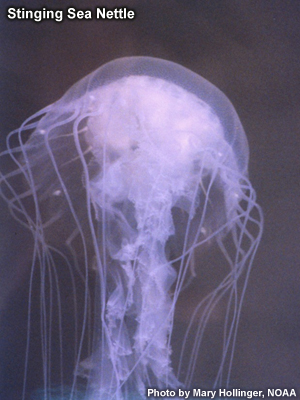 Photo of Sea Nettle