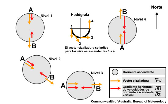 Cambios en la disposición de las altas y bajas presiones creadas por la perturbación lineal alrededor de una corriente ascendente en un ambiente con una hodógrafa con giro antihorario. Las flechas amarillas muestran el vector cizalladura vertical del entorno en cada nivel y las flechas rojas muestran el correspondiente gradiente horizontal de las velocidades verticales de la corriente ascendente. La perturbación lineal induce la baja más fuerte en los niveles medios, en el flanco norte, donde estimula la formación de nuevas corrientes ascendentes y, por tanto, un movimiento general hacia la izquierda (es decir, hacia el noreste dado un viento medio del oeste).