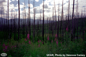 The fireweed (a member of the primrose family) in the foreground of this photo, taken in Glacier National Park, Montana, is usually the first plant to grow in a burned area. Three years after a wildfire destroyed them, the burned trees remain standing because of unusually mild winters.


[Marianne did the graphic]

