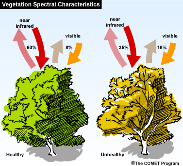 Conceptual illustration of how NDVI is calculated