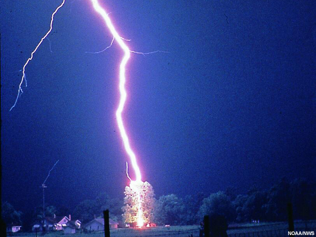 Photo of nighttime cloud-to-ground lightning strike hitting a tree.
