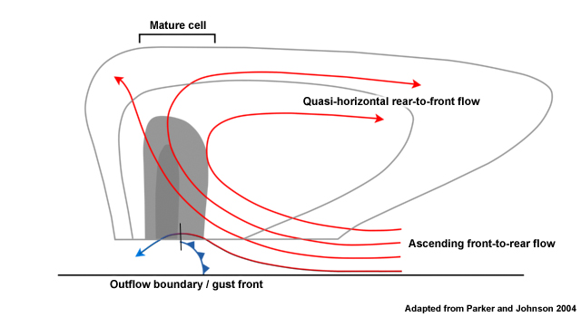 Cross section of a leading stratiform MCS with weak environmental flow. Red arrows indicate updrafts while blue arrows indicate downdrafts. Reflectivity is shaded in grayscale.
