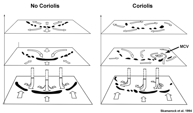 Conceptual diagram from Skamarock et al., 1994 showing the development of a MCV often requires Coriolis force.