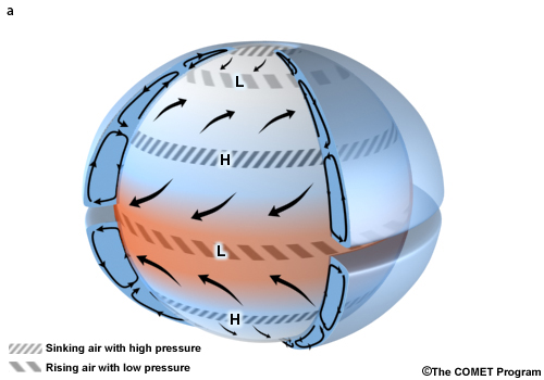 The three-cell circulation model for an aqua planet