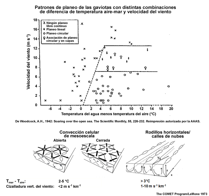 Arriba: indicación de células convectivas según el patrón de vuelo de las gaviotas argénteas y su relación con la velocidad del viento y la diferencia en la temperatura del aire y del mar (Woodcock 1942, reimpresión autorizada por la AAAS). Abajo: flujo cinemático en la convección celular de mesoescala y vórtices horizontales idealizados.