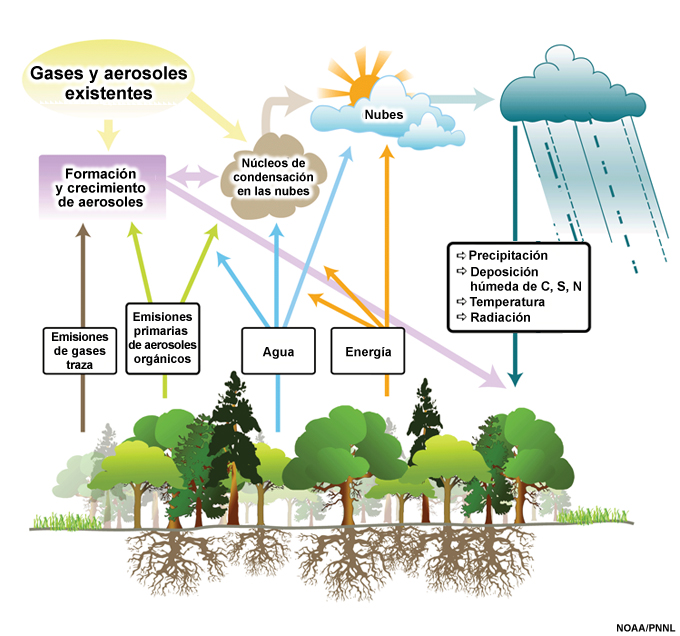 Representación esquemática de los principales procesos atmosféricos relacionados con los gases traza y los aerosoles biogénicos.