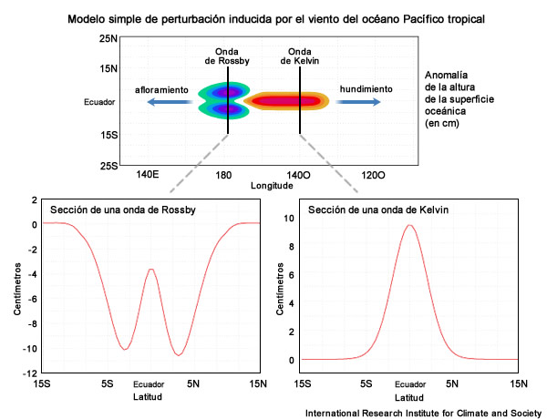 Modelo idealizado de una sola onda de Kelvin ecuatorial que se desplaza hacia el este generada por la anomalía en la tensión del viento (rojo y naranja) y las correspondientes ondas de Rossby que se propagan hacia el oeste.