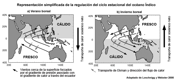 Representación esquemática de la regulación del ciclo estacional del océano Índico (a) en el verano boreal (junio-septiembre) y (b) en el invierno boreal (diciembre-febrero). Las flechas negras indican los vientos cerca de la superficie forzados por el gradiente de presión de gran escala asociado con el gradiente de calentamiento a través del ecuador, indicado por las palabras CÁLIDO y FRÍO. Las flechas grises pequeñas indican el transporte de Ekman y la dirección del flujo de calor asociado.