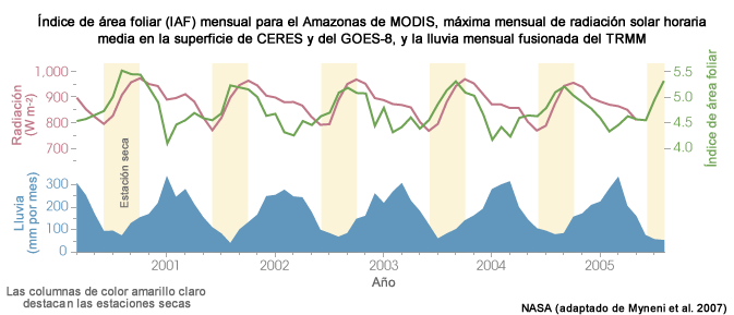 Serie temporal del índice de área foliar (IAF)* mensual para la cuenca del Amazonas derivado del instrumento Terra MODIS, máxima mensual de radiación solar horaria media de Terra CERES y GOES-8 (rojo), y la precipitación mensual fusionada del TRMM y otras fuentes