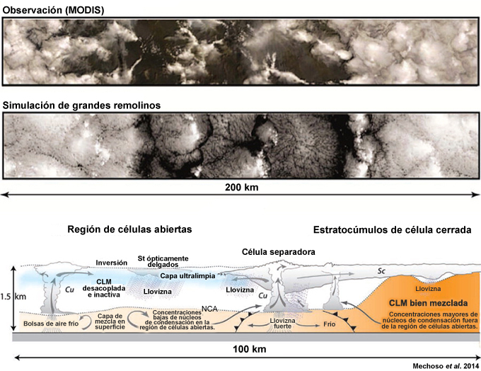 Patrón nuboso observado, la correspondiente reflectancia en el visible de la simulación de grandes remolinos y una representación esquemática de la estructura vertical de los flujos e interacciones con los núcleos de condensación de nubes (NCN) en la capa límite de los alisios entre zonas de células abiertas y estratocúmulos de célula cerrada.