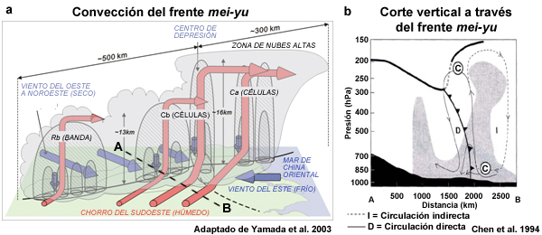 Diagrama esquemático de la estructura del flujo de un frente mei-yu observado (de Y. L. Chen et al., 1994). La línea delgada sólida representa la circulación directa (D), mientras la línea delgada de trazos representa la circulación indirecta (I). La línea continua gruesa indica la posición del frente. La letra C indica las posiciones del chorro. La línea más gruesa representa el límite de la tropopausa. Las regiones donde la humedad relativa supera el 70% se muestran en gris.