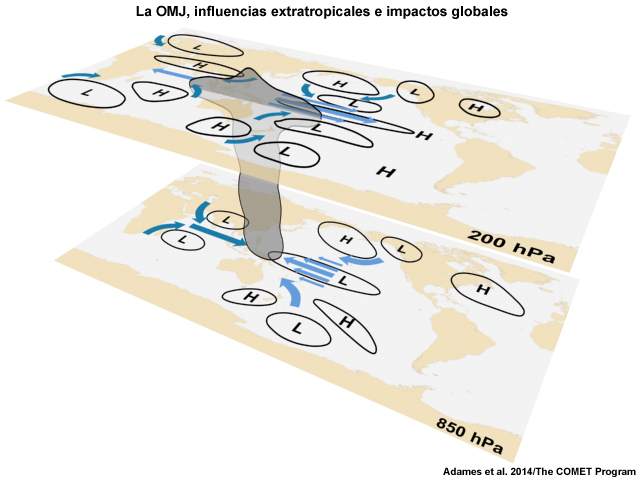 Interacción de la MJO y las circulaciones tropicales con las ondas extratropicales.