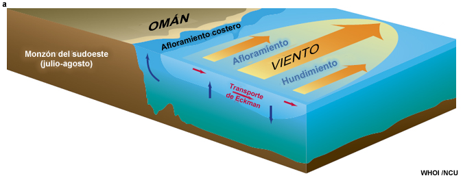 Representación esquemática en corte de la respuesta dinámica del océano superior a los vientos del monzón del sudoeste junto a la península Arábiga (Honjo y Weller 1997).