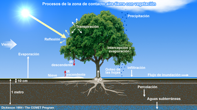 Representación conceptual de los efectos del dosel de la vegetación en los flujos de agua y energía en la zona de contacto entre la atmósfera y la superficie.