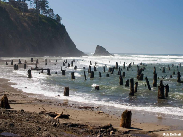 These tree stumps, protruding from the surf, are the remnants of an ancient forest, inundated by a catastrophic earthquake or tsunami, approximately 2000 years ago. During the summer and most years, these stumps are invisible, covered by beach sand that creates on the Oregon coast. In some years, winter storms scour the coastal sands, exposing what locals refer to as "the Ghost Forest" at low tide. 