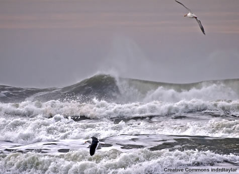 Gulls over stormy swells and breaking waves at Ocean Beach, San Francisco 