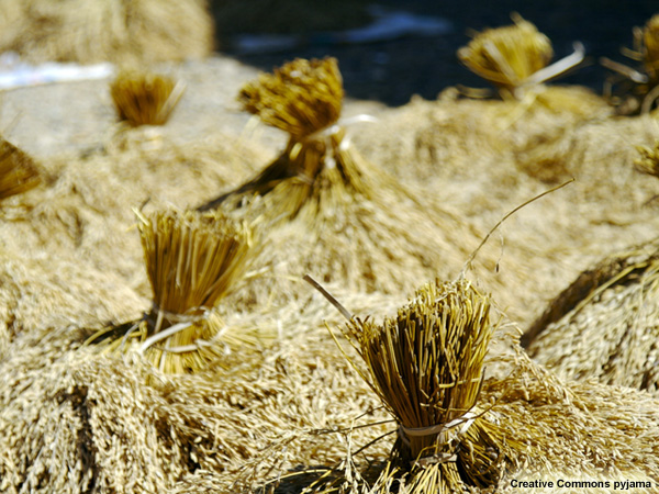 Sheaves of rice