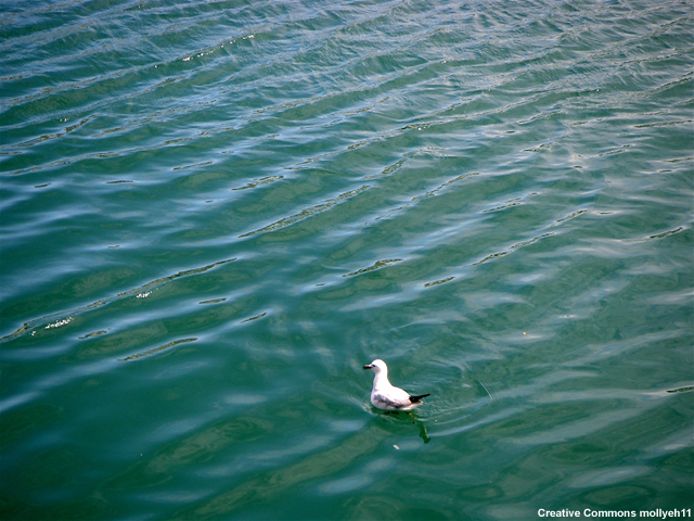 A seagull swimming on water with small waves passing by.