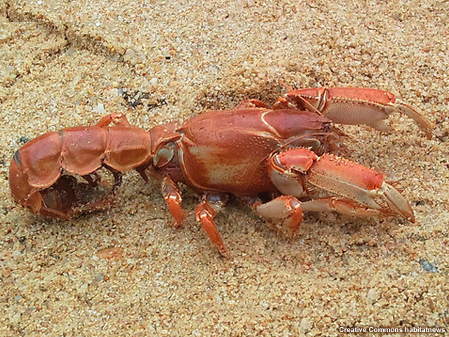 A mangrove mud lobster (Thalassina sp.)