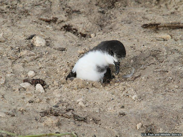 A Bonin petrel, partially buried in the sand by the 2011 tsunami in Midway Atoll, before its rescue.